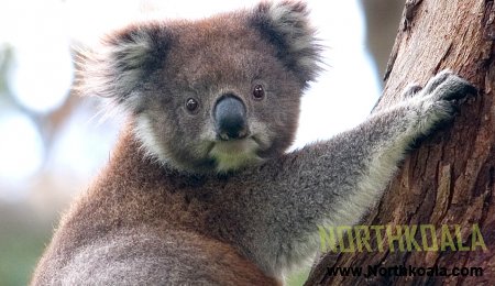 the true North koala and koalas