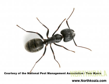 About Ants