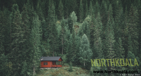 Forest photos