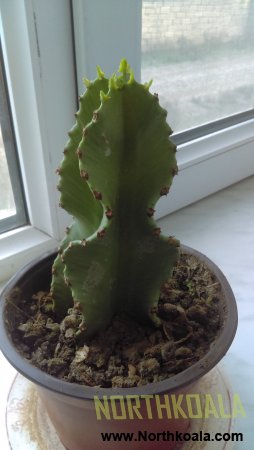 My "EUPHORBIA INGENS - Candelabra Tree" Stories