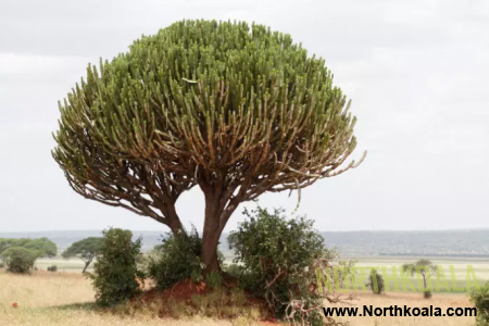 Euphorbia ingens, Bakımı ve hakkında bilmemiz gereken herşey