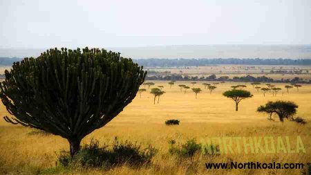 Euphorbia ingens, Care and everything we need to know about
