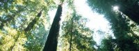 The tree life, death and everything about trees